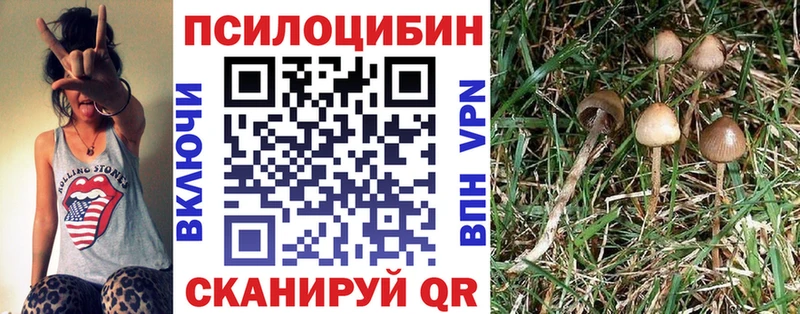 закладка Западная Двина Псилоцибиновые грибы Psilocybine cubensis